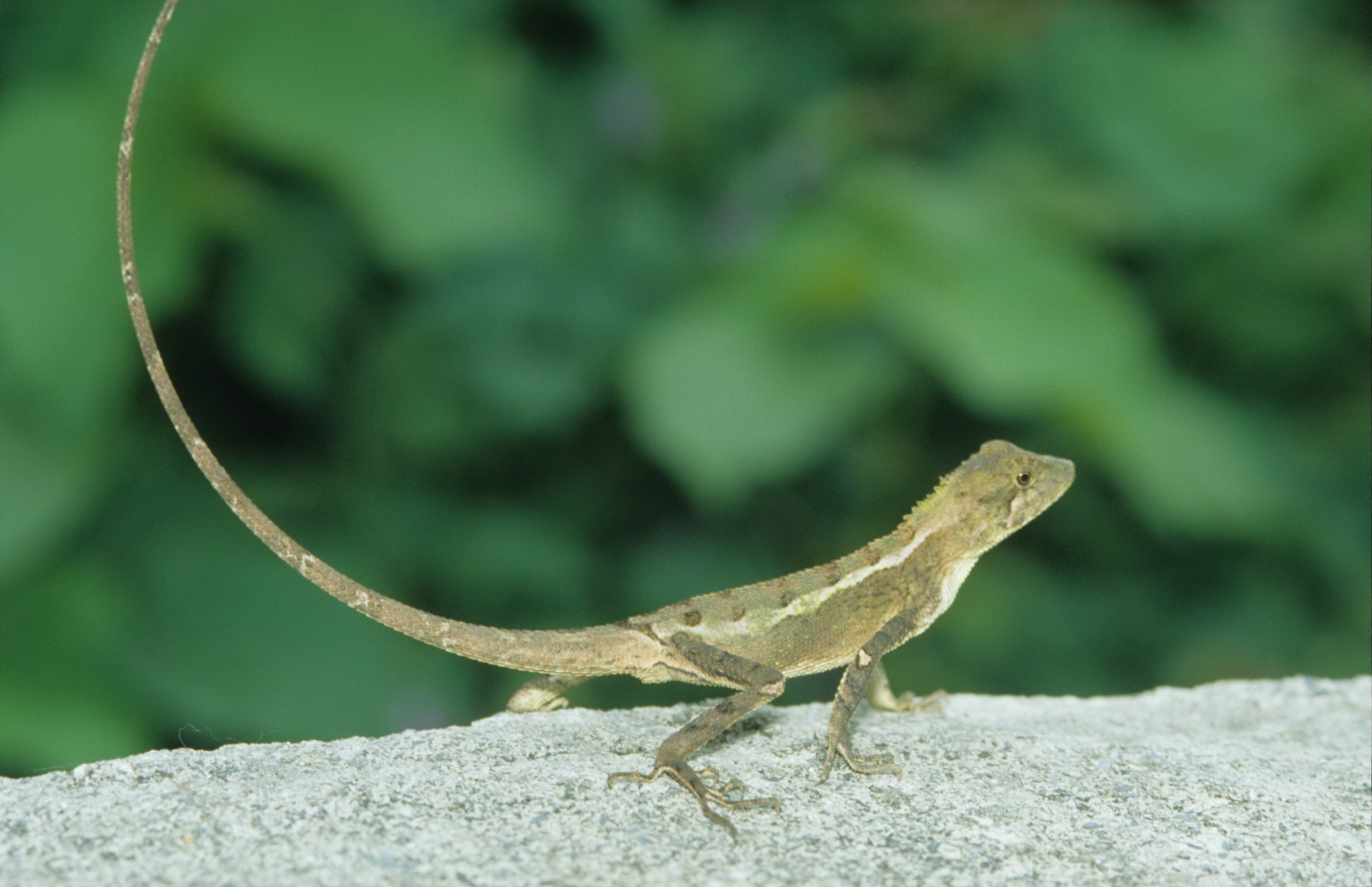 蘭嶼12種常見爬行動物食性及生態簡介